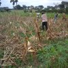harvest time during ffs